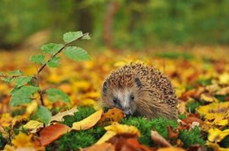Herbstbild.png